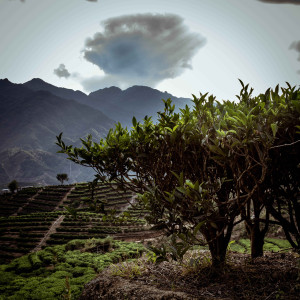 Гуандунские улуны. Идеальная альтернатива Да Хун Пао в любую погоду.
